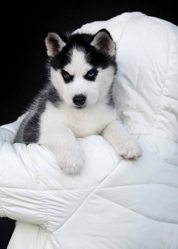 Photo of Wolf Leader Don't Worry Be Happy