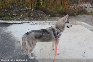 Photo of Husky Haven Talant Show Baby