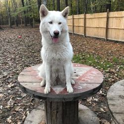 Photo of CM’s Khaleesi’s Arctic Shadow