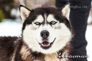 Photo of Snow Galaxy Zherar Depard'e