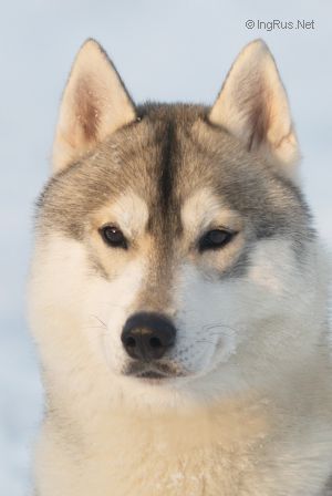 Photo of Arctic Magic Indiana Jones