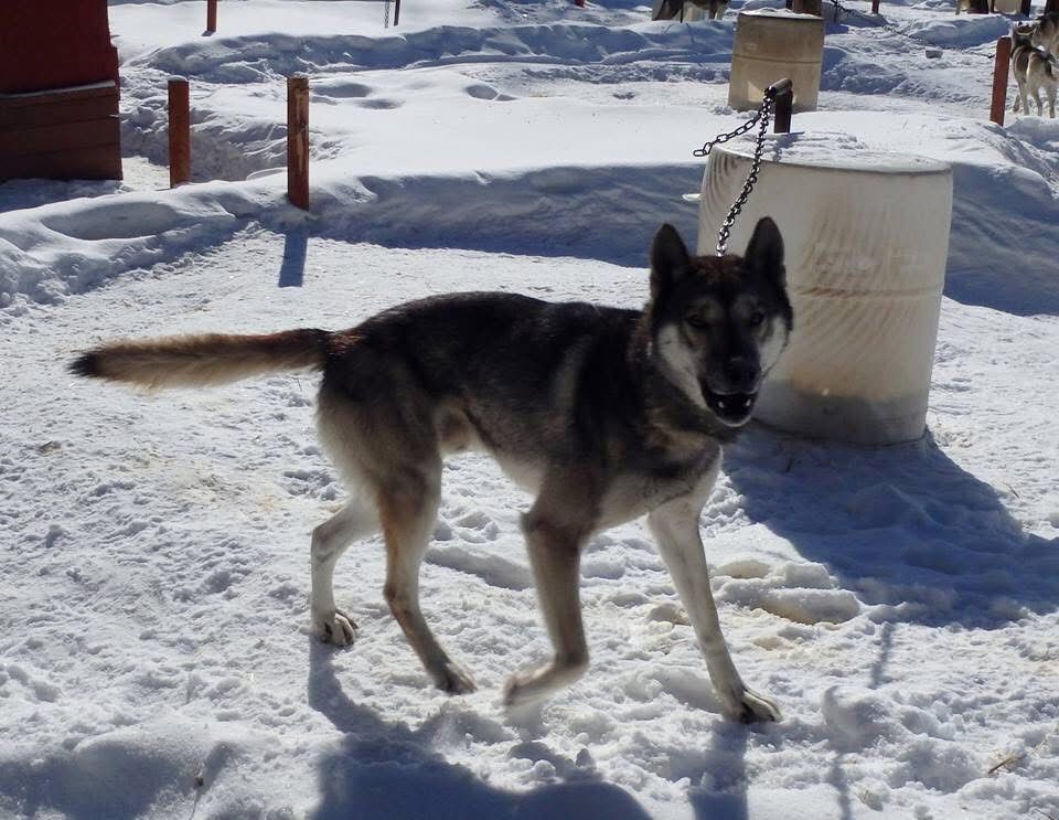 Photo of Howling Spirits Rommel