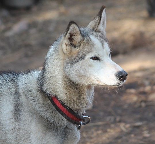 Photo of Jedeye Vixen of Manitou