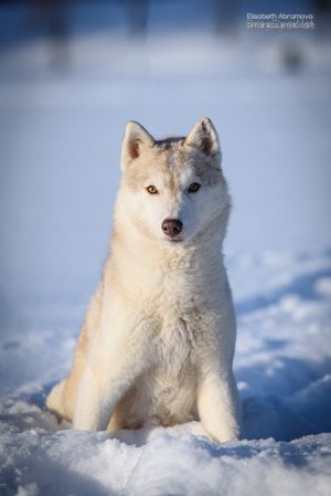Photo of Snow Galaxy Felichita Una Bella