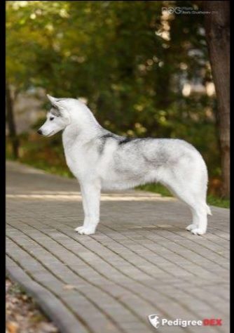 Photo of Asti Dog House Summer Breeze