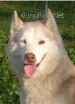 Photo of Star That Travels Xani