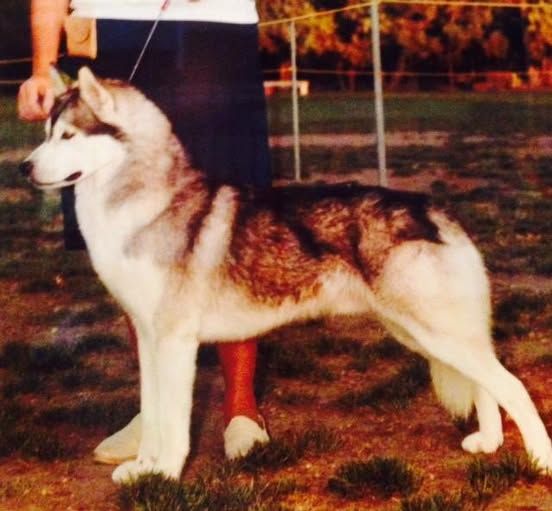 Photo of Channikko’s Nordic Digger