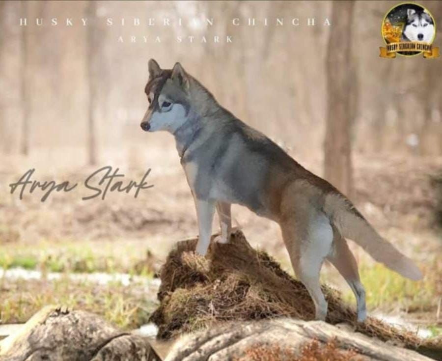 Photo of Arya Stark