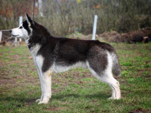 Photo of Husky Haven Block Buster