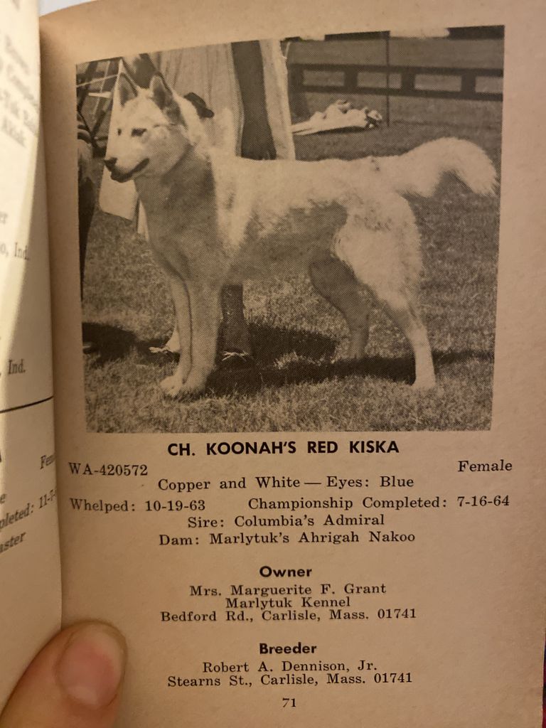 Photo of Koonah’s Red Kiska