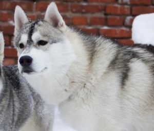 Photo of Husky Haven Pacific Ocean