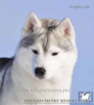 Photo of Atlanterra Tiger Lilly