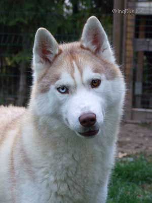 Photo of Favourite di Likidado