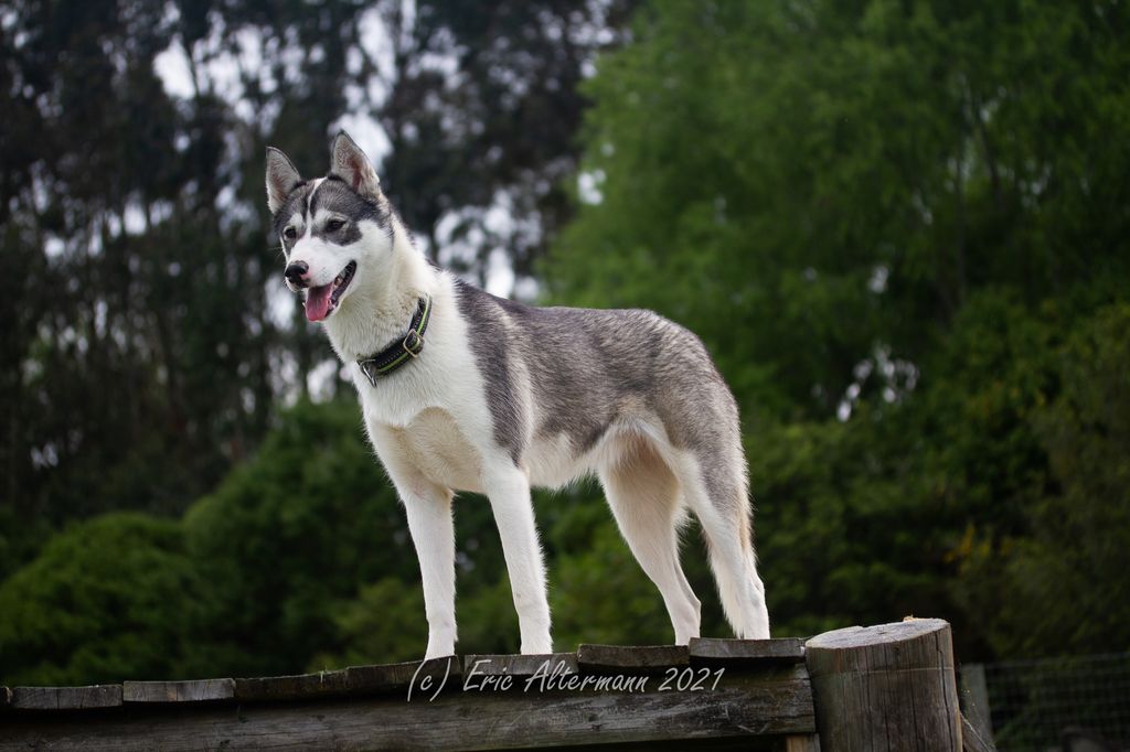 Photo of Nalbec's Nubi