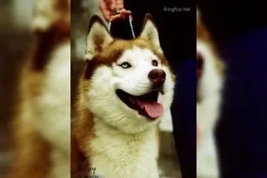 Photo of Tai-Mir Of Wolf Red Devil