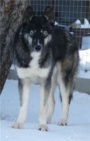 Photo of Laitkiper's Lastyr Whisper In A Gloom