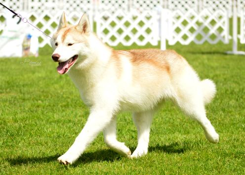 Photo of Cinnamon Cookie Arctic Devil