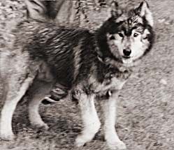 Photo of Ruffo Of Seppala