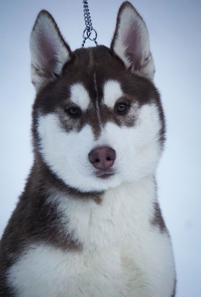 Photo of Agloolik A'Rockstar Not Popstar