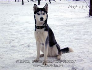 Photo of Evita S Goluboy Zvezdy