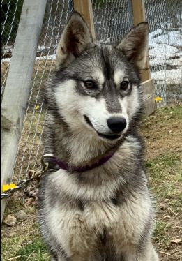 Photo of Sibersong's Willow