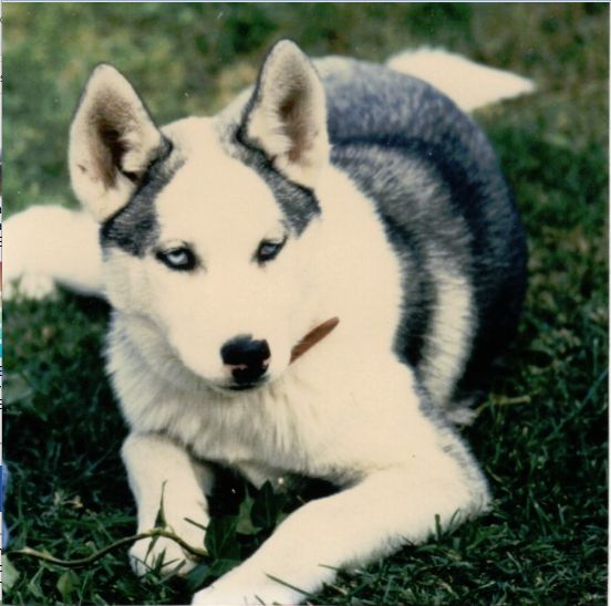 Photo of Athaskanay’s Lara-La Belle