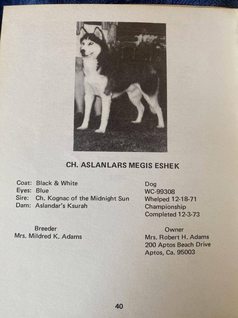 Photo of Aslanlars Megis Eshek