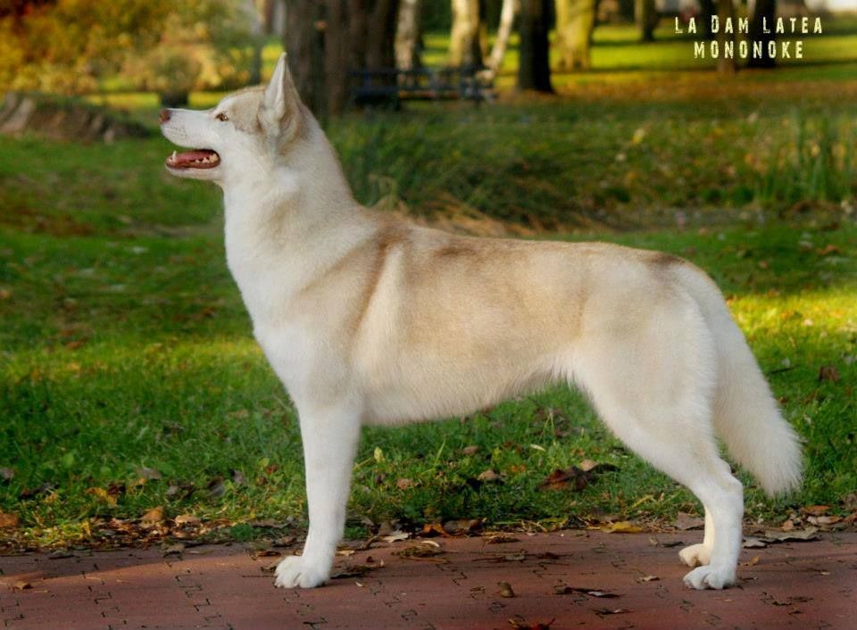 Photo of La Dam Latea Mononoke