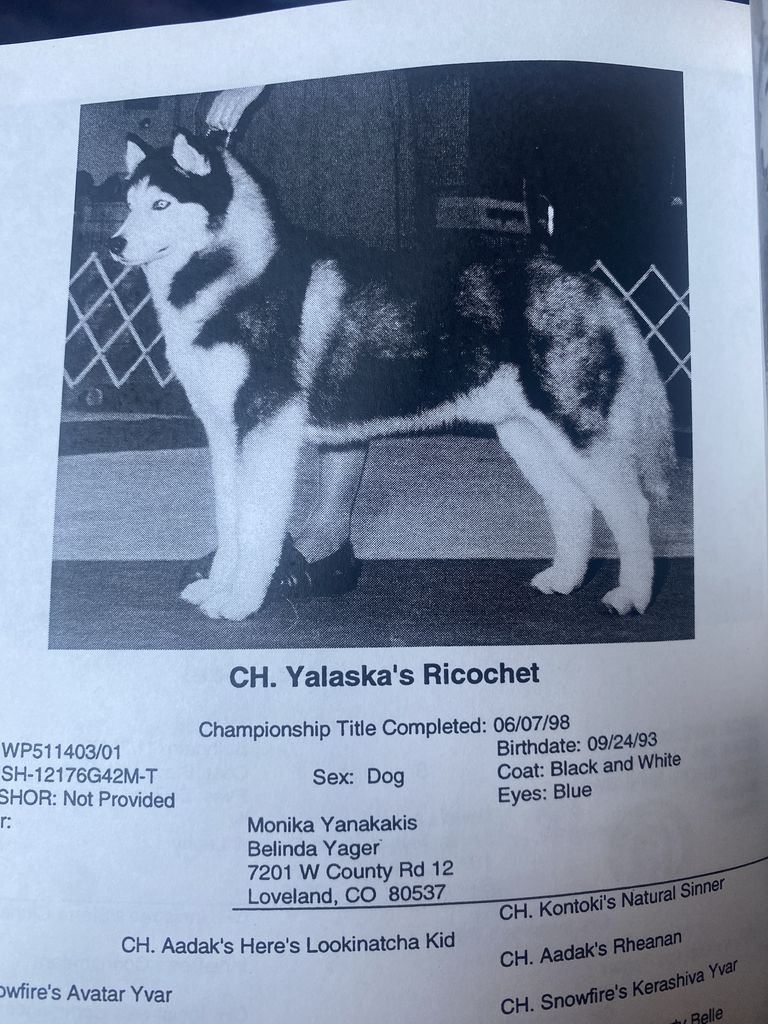 Photo of Yalaska’s Ricochet