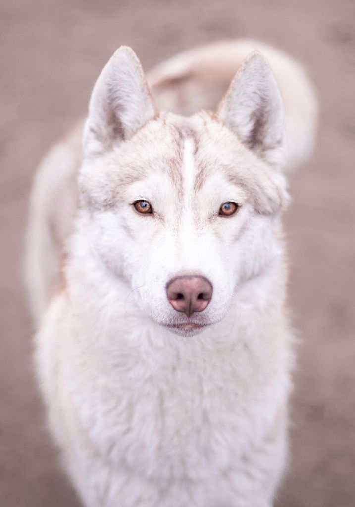 Photo of Interstellar from Minsky Siberians