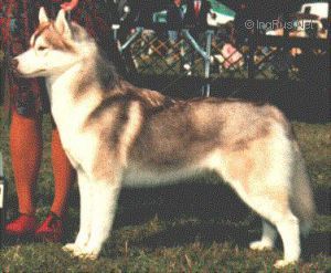 Photo of Apparitions Diamond Ko-Ho