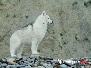 Photo of Big Flauer Armani Code