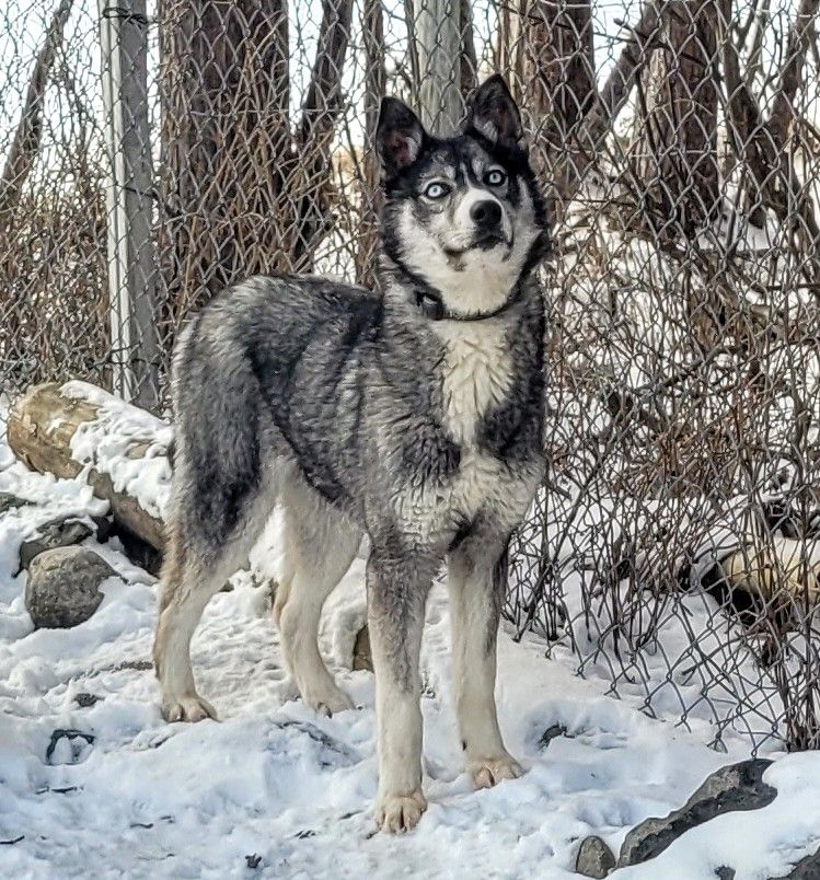 Photo of Sheza Classic Ruby