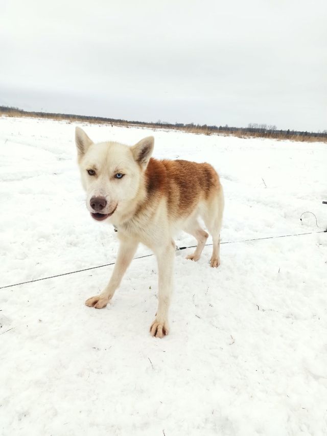 Photo of Laitkiper's Zinnamon From Amber
