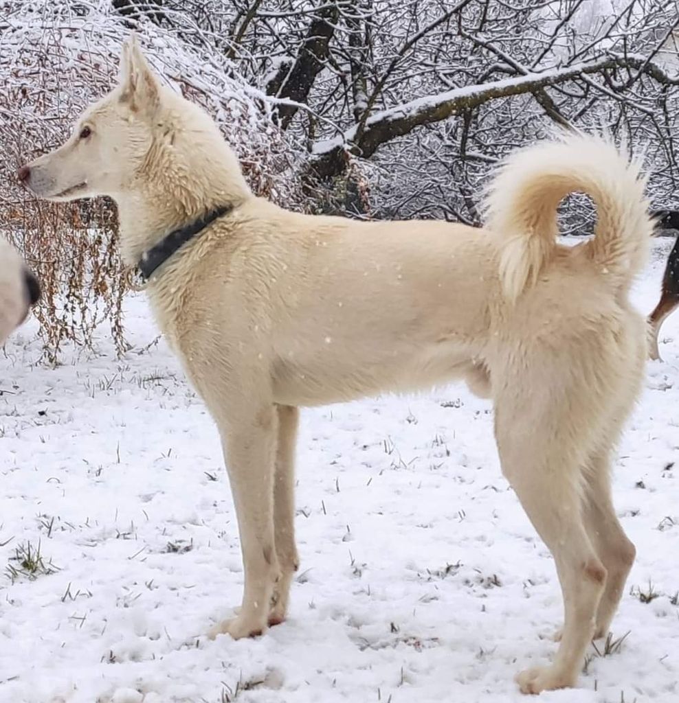 Photo of Durio's kennel A’ Niemars