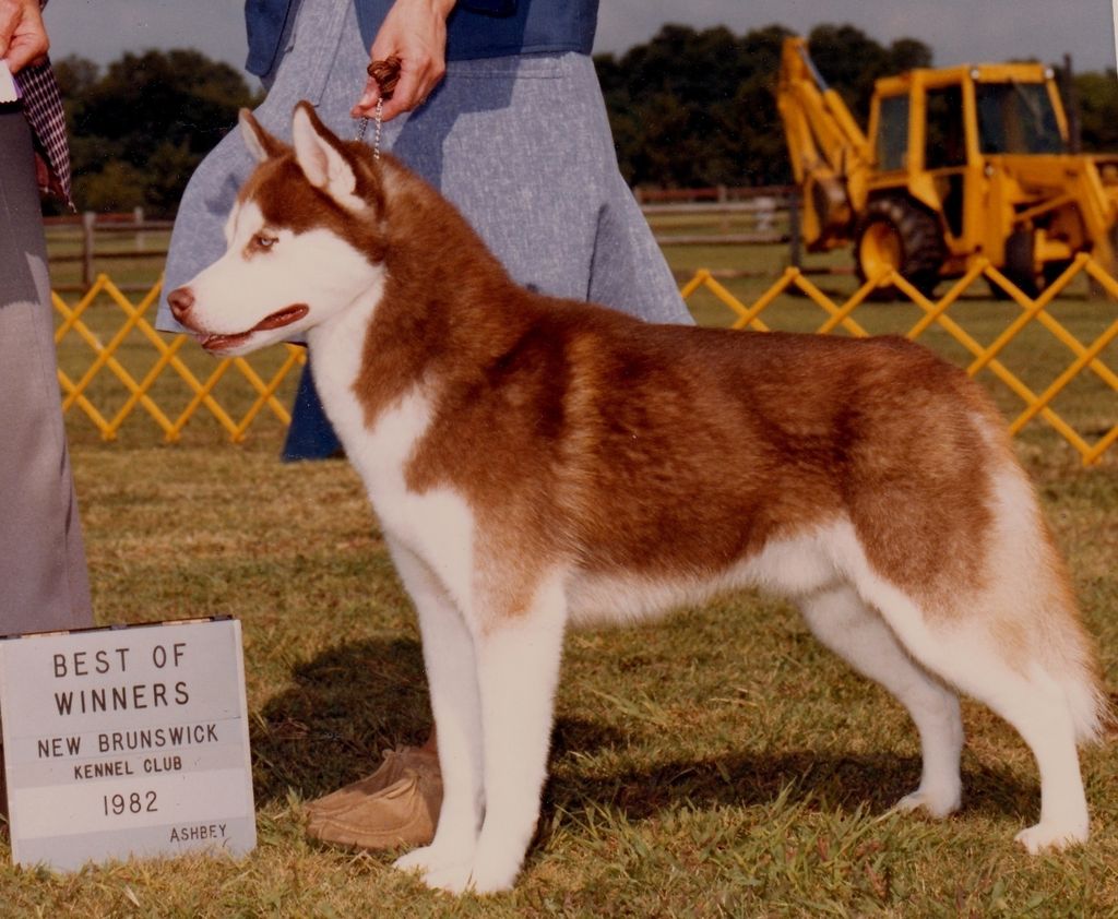 Photo of Talocon’s Arctic Timbre