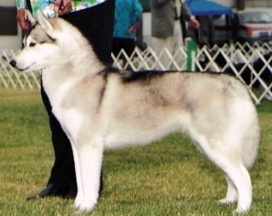 Photo of Highlander’s Polly Esther Groove