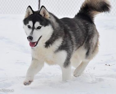 Photo of Karnovanda's Aurora Thunder
