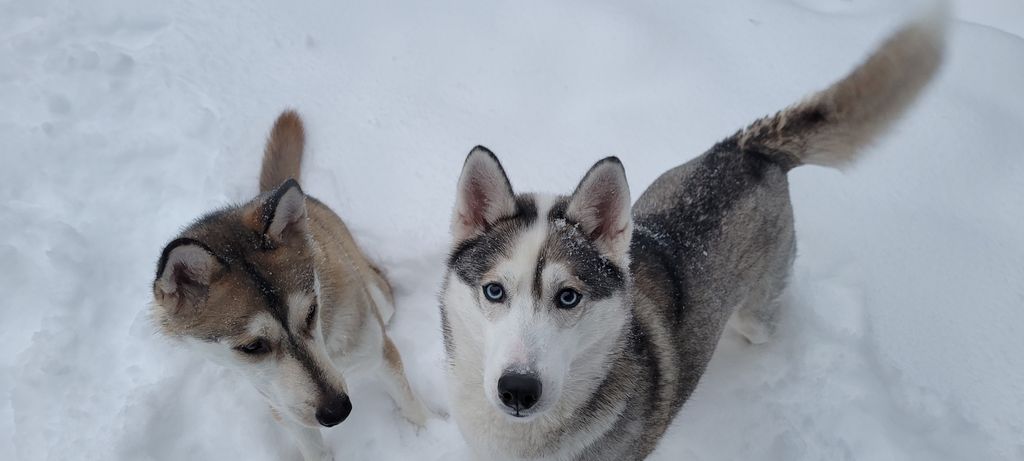 Photo of Kymcanis Mosura Ya Anuq