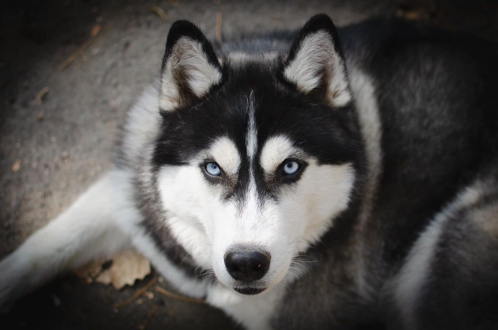 Photo of Wolf Leader Air Crystal of Victory