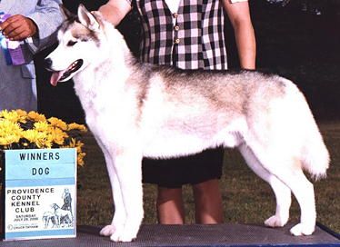 Photo of CanaMonda’s Liyaza Stone Pony