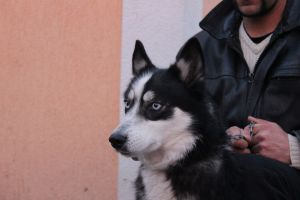 Photo of Kler Pestraya Babochka
