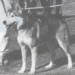 Photo of Berky de la Baisse de Leveillat