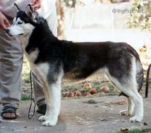 Photo of Tovik’s Forever Young