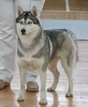 Photo of Arctic Magic Divain Miss