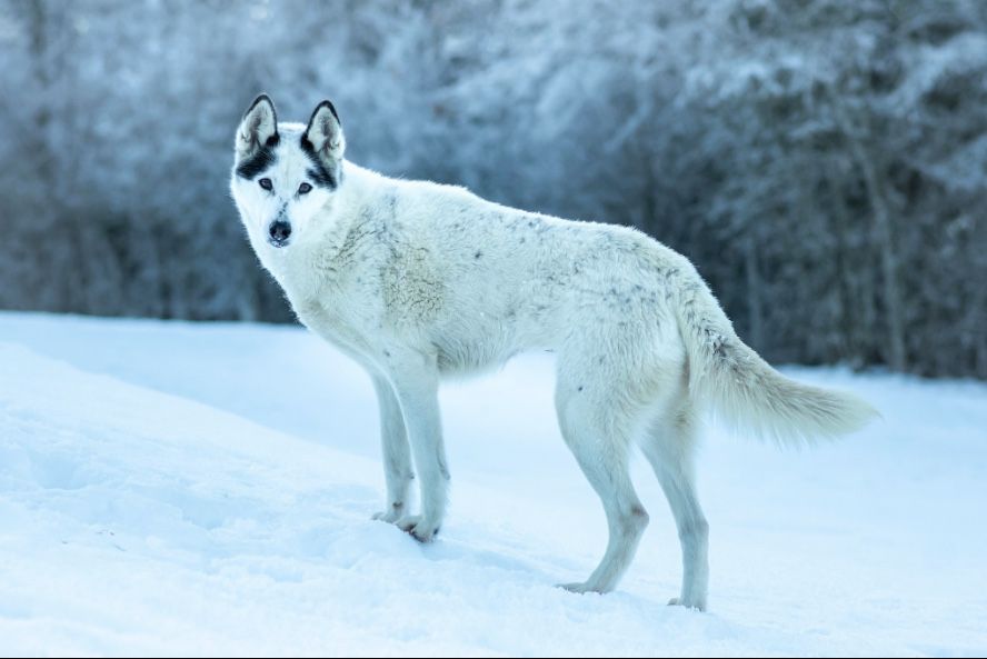 Photo of Lady Aerith of Voykan Wakanda Kennel
