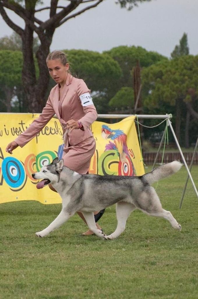 Photo of Active Paws Follow Me