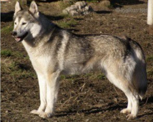Photo of Vox Celesta’s Tölva