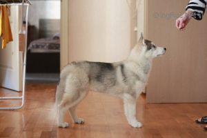 Photo of Tam Smart Boy Axel S Goluboy Zvezdy
