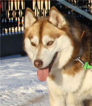 Photo of Artyomov Diva
